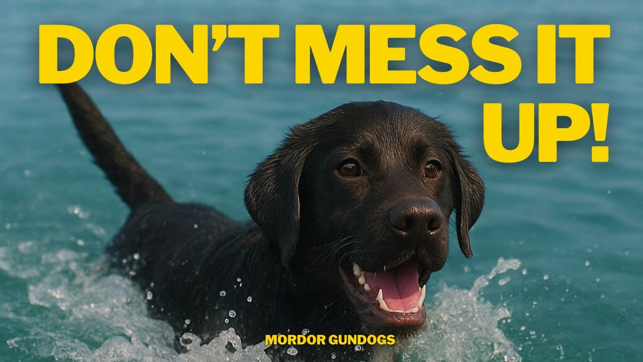 How To PROPERLY Introduce Your Dog To Water