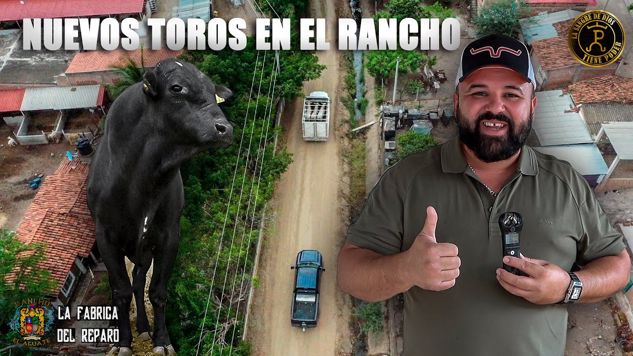 &iexcl;&iexcl;&iexcl; LLEGAN TOROS NUEVOS A RANCHO EL AGUAJE !!! EN AUTLAN, JAL. DON SERGIO NOS CUENTA TODO DE ELLO...