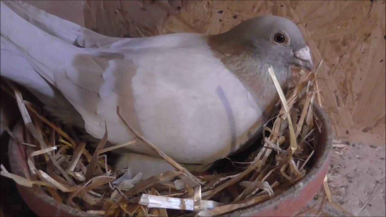 stock birds