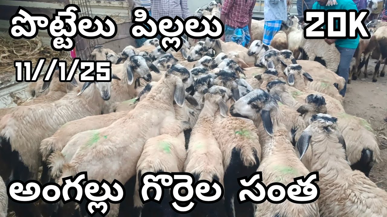 Angallu Sheep Market 🐏🐐 Every Saturday