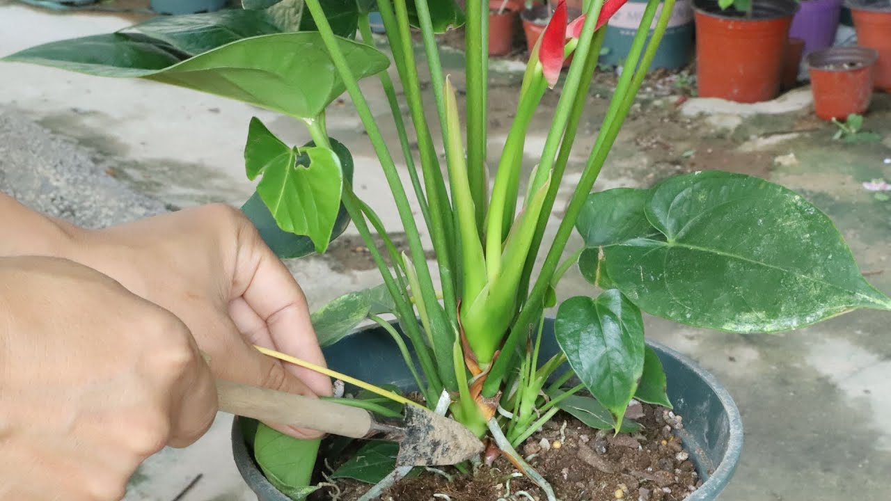 9月养红掌，这里“挖一挖”，不仅能让它开花越来越多，还能分株