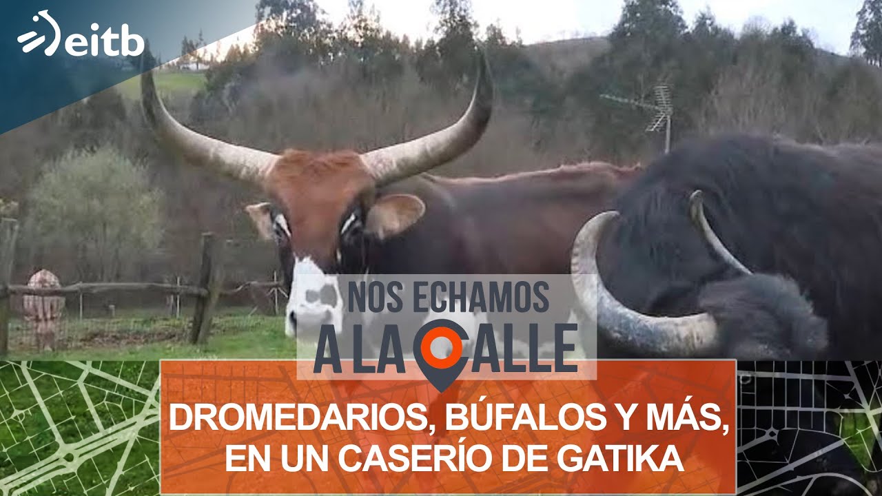Dromedarios, búfalos y más, en un caserío de Gatika