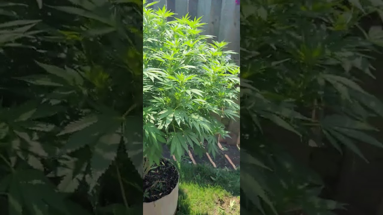 1 blueberry and 3 white rhino from Canuk Seeds. 15 gallon pots. Outdoor organic living soil.