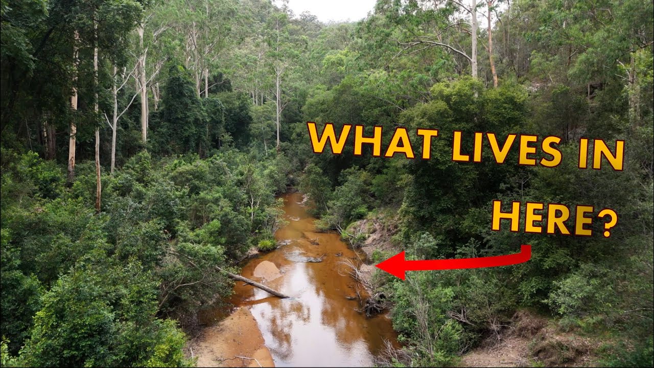 Exploring and Fishing a Hidden Freshwater Creek!