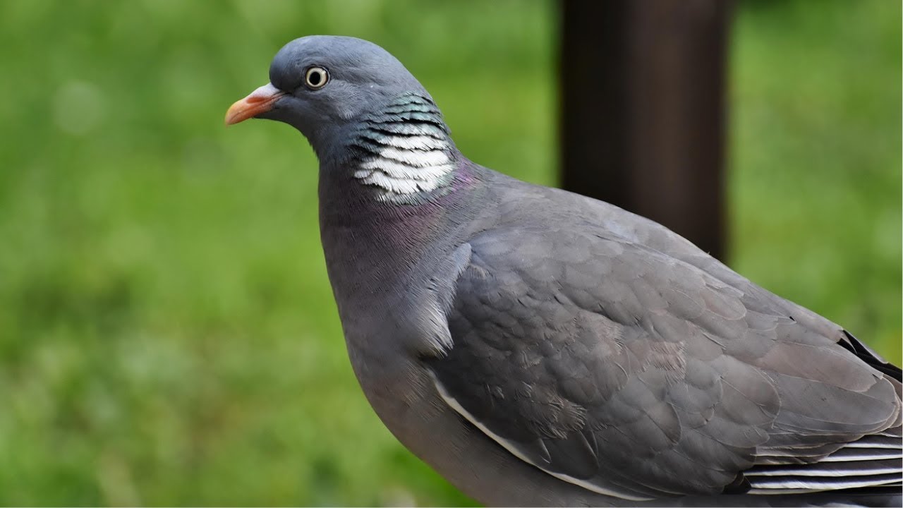 Bird Sound Library | Common Wood Pigeon – Bird Calls & Sounds (Nature Sounds)