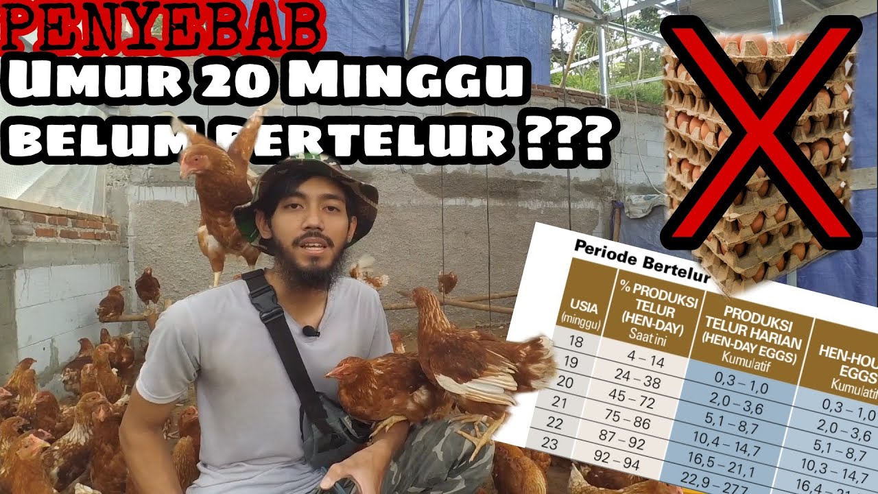Perlakuan 