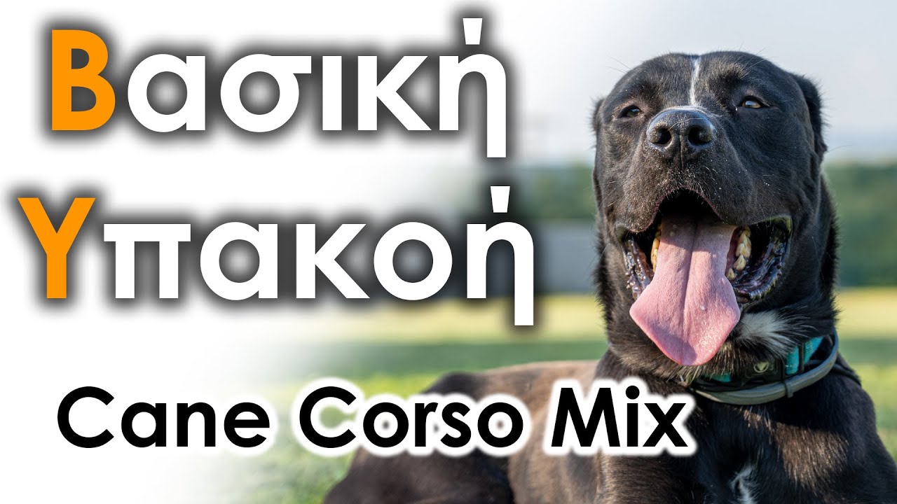 Βασική Υπακοή - Εκπαίδευση Σκύλου #35 | Mixed Cane Corso Άδης 15 μηνών