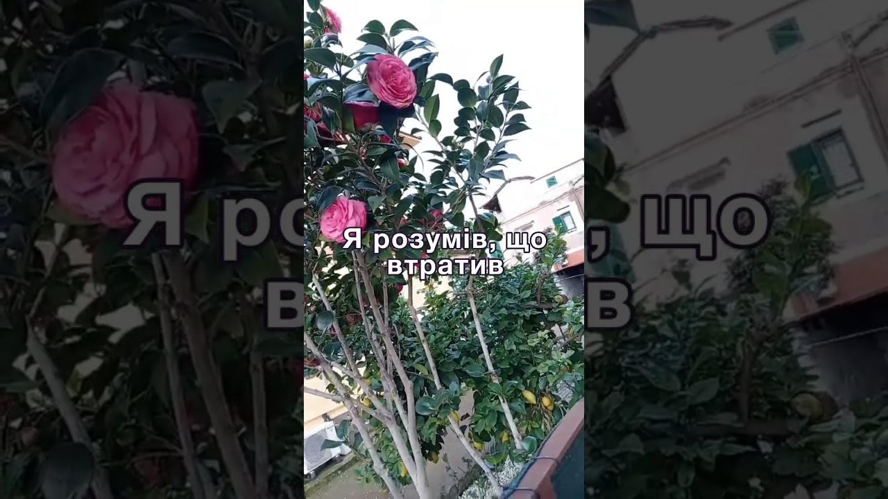 На весіллі у доньки батьки помирилися