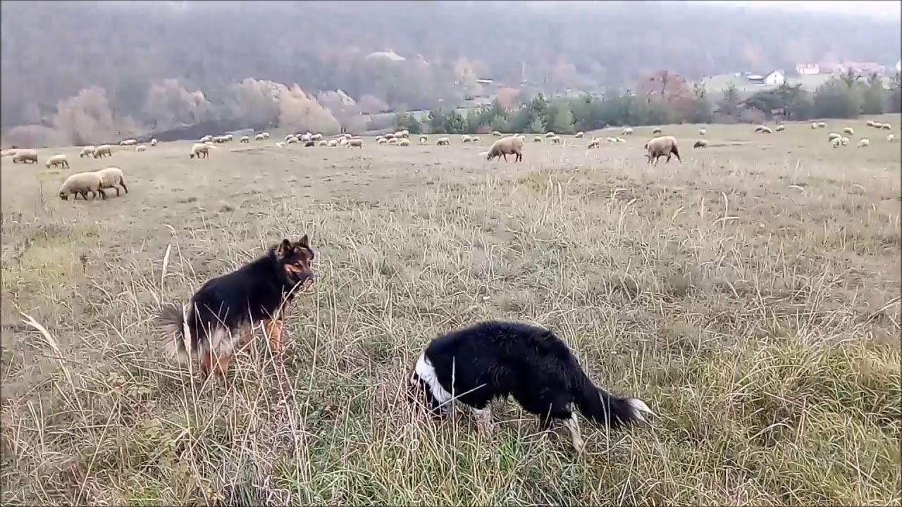 300 sheep herding with chodsky pes - autumn 2018
