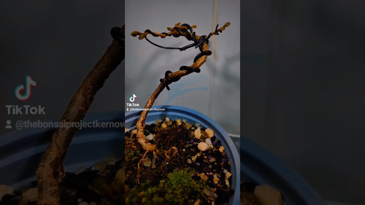 hazel bonsai #bonsaichina #bonsaiuk #bonsaisancang #bonsaitree #bonsaivietnam #bonsai #plants