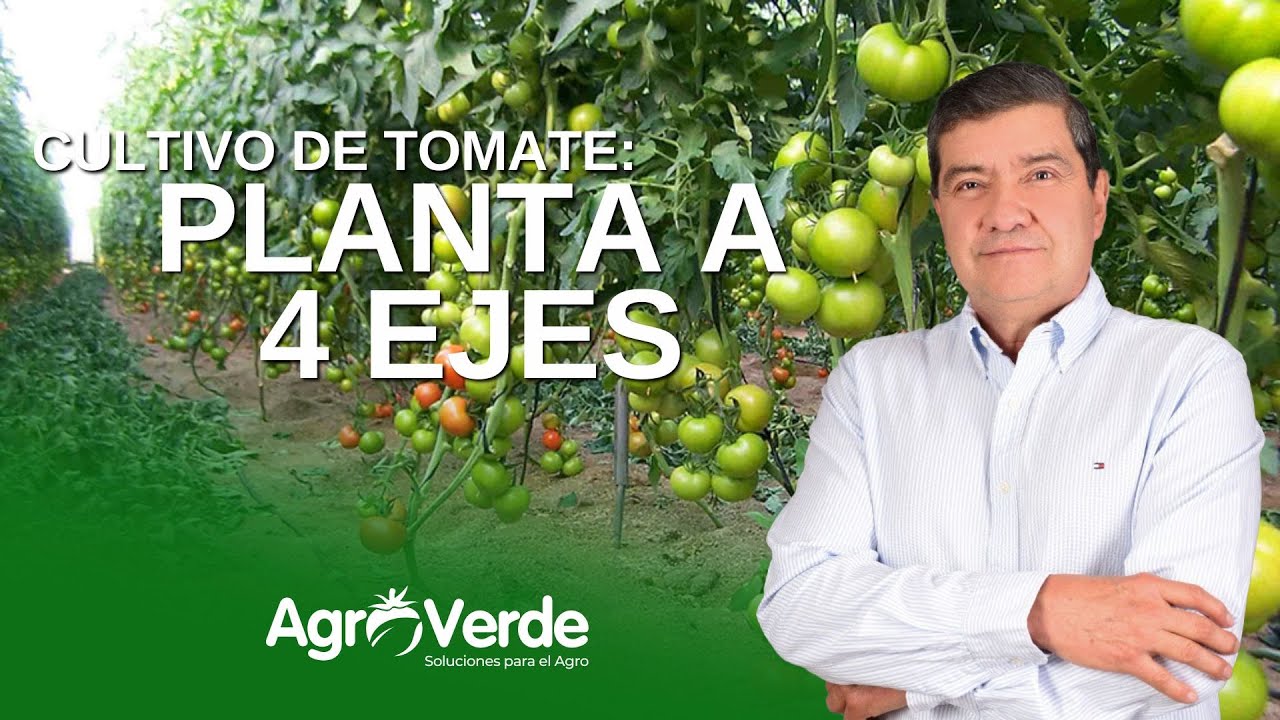 🍅🌱 Manejo del Tomate a 4 Ejes: ¡Más Producción y Mejor Calidad! 🚜✨