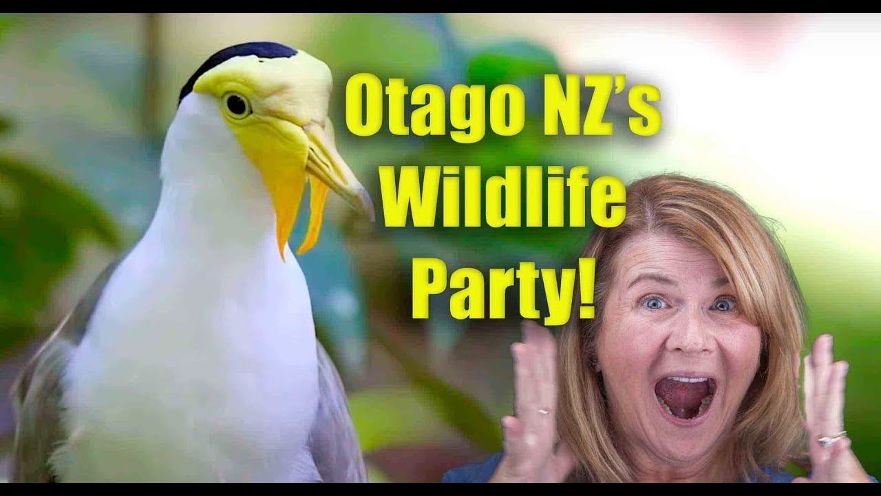 Sol Searcher Bob & Dee // Episode 3 - Exploring New Zealand's Otago Peninsula