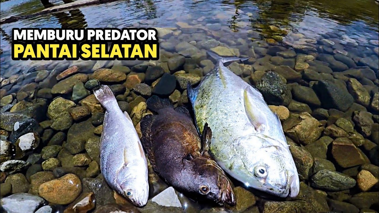 Berburu Predator Pantai Selatan Sekaligus Langsung Di Masak Dengan Cara Yang Tidak Biasa