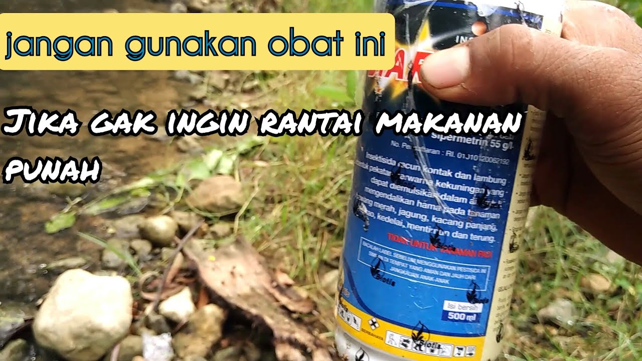 Starban obat berbahaya | penyemprotan | tanaman jagung di lahan kering part3 | kegiatan e wong ndeso