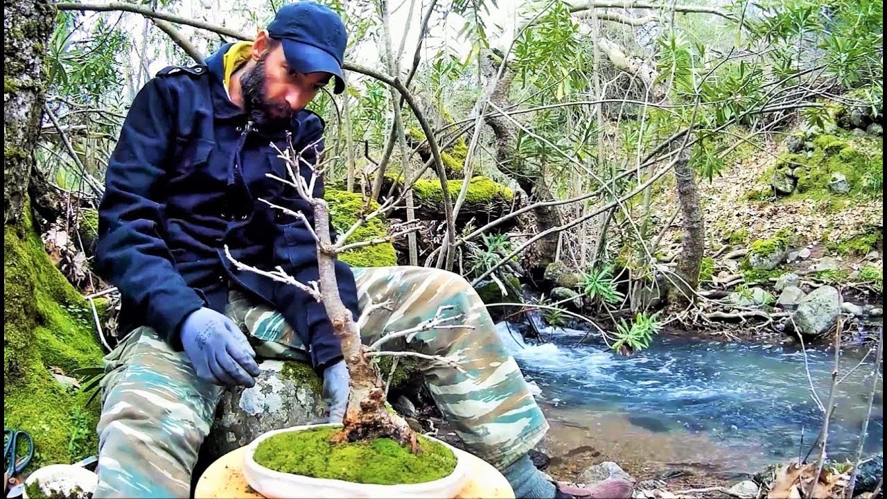 How To Collect Material For Bonsai: 1st Repotting Platanus Yamadori (Plane Tree)