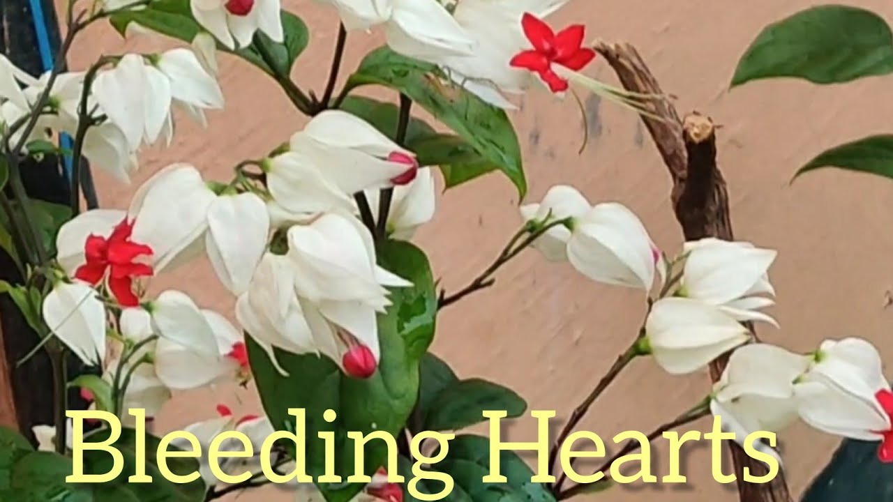 Bleeding Heart  Plants #homegarden #bleedingheart #crazyshades