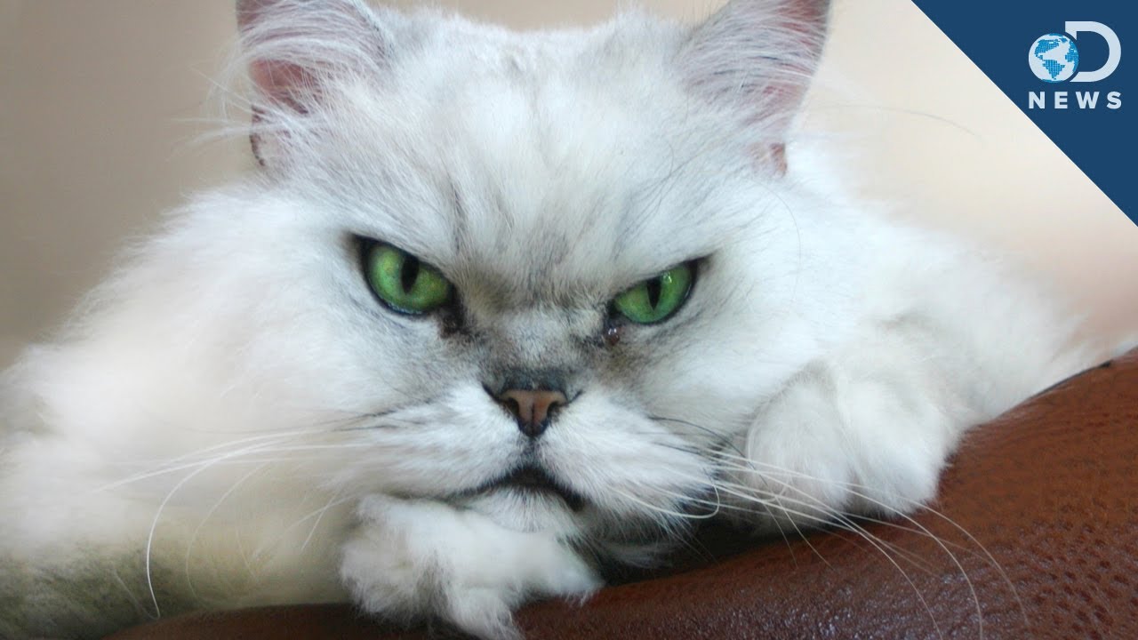 Your Cat Doesn't Care About You