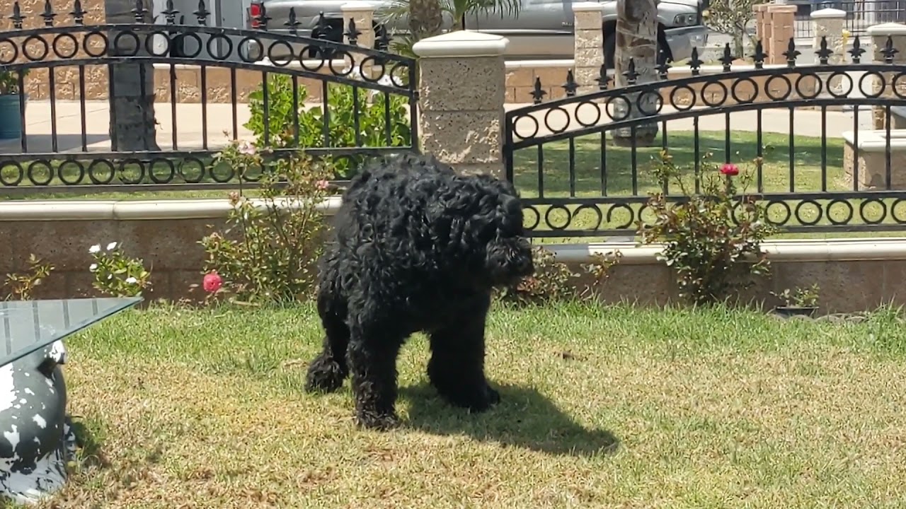 Dexter The Giant Dog Pooping | Dog Pooping | Dog Poop #bigdog #petlover #pets #bouvier #dogs