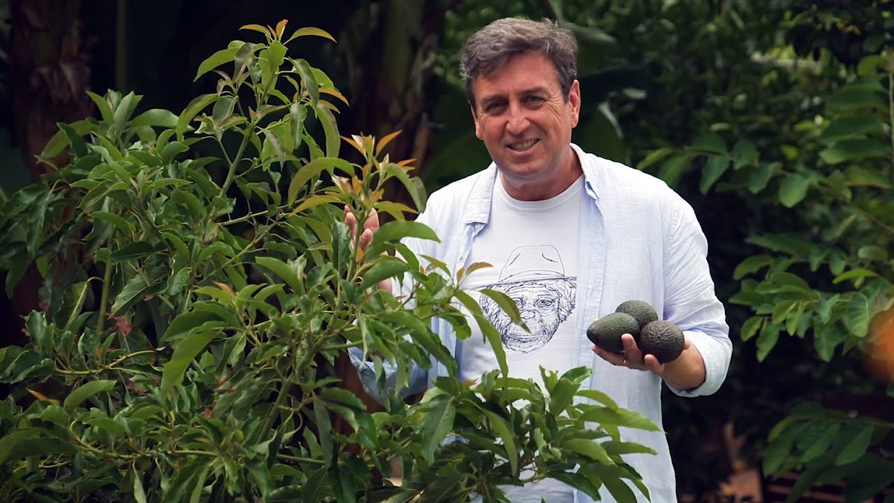 The Garden Gurus - Avocado Growing