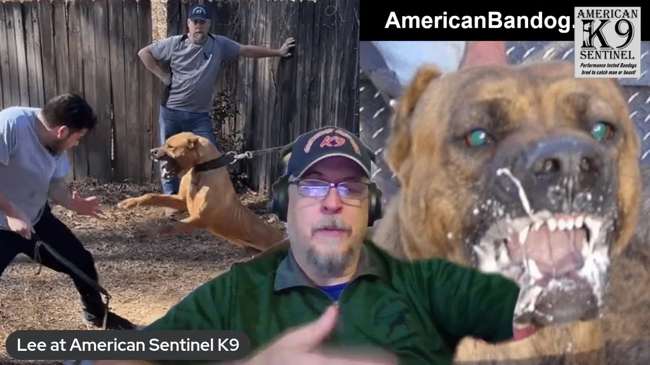 Protection Dog Series: 