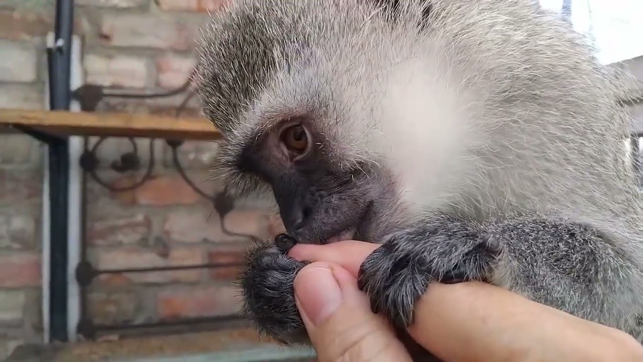 ASMR RELAX AND FALL ASLEEP FAST Baby Monkey Lollipop Primal Stimulation Grooming Manicure!  #asmr