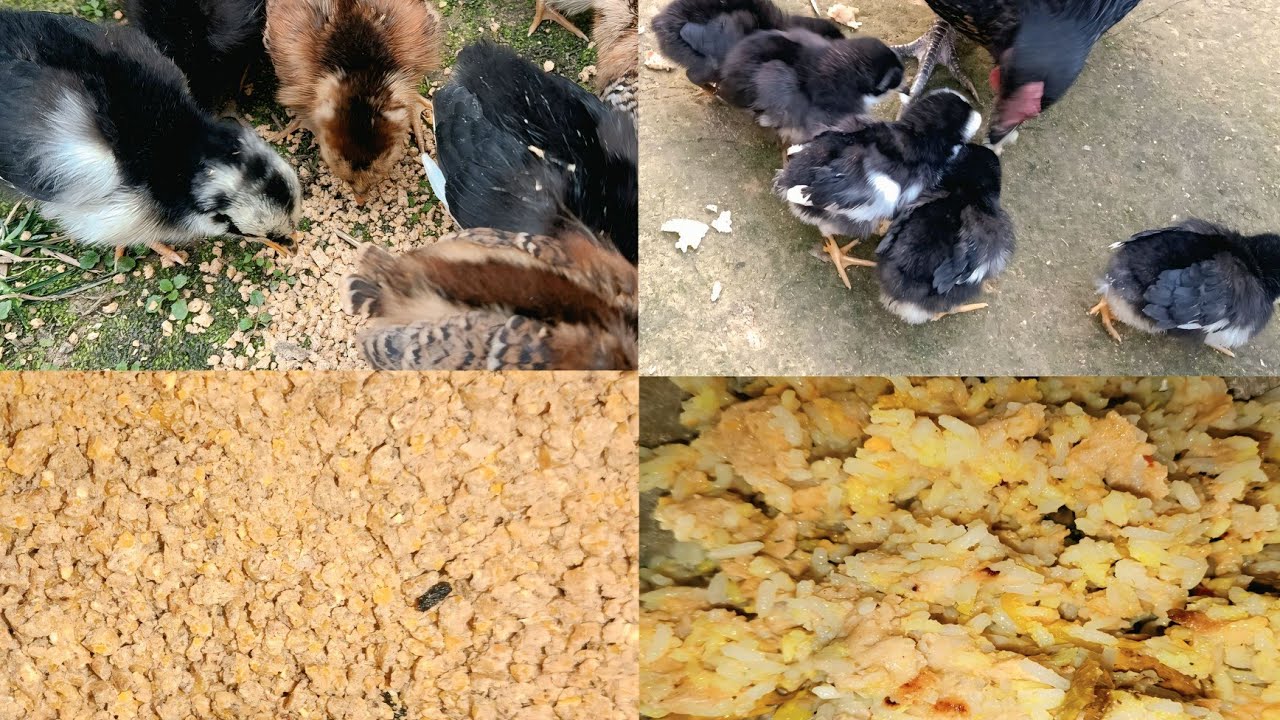 Feed vs. Leftover Food for Chickens: The Ultimate Test