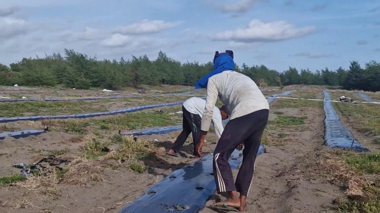 SMART TRICK: PLANTING WATERMELON SEEDS QUICKLY WITHOUT ANY TOOLS - Agriculture Gardening