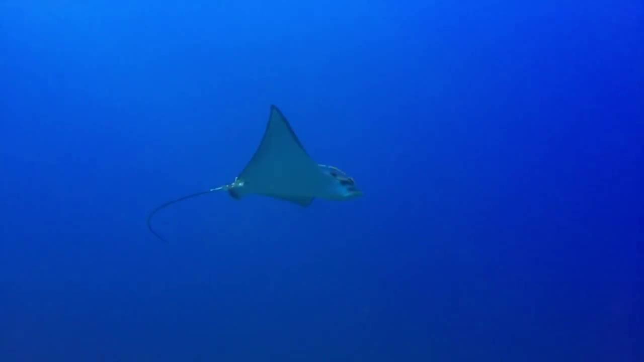 Presentation of Devocean Divers