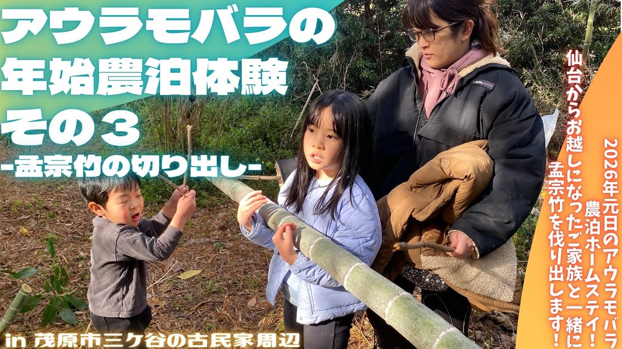 アウラモバラの年始農泊体験その３ -孟宗竹の切り出し-【里山再生・土壌改善・開拓型農業アクティビティ里山体験受付中】