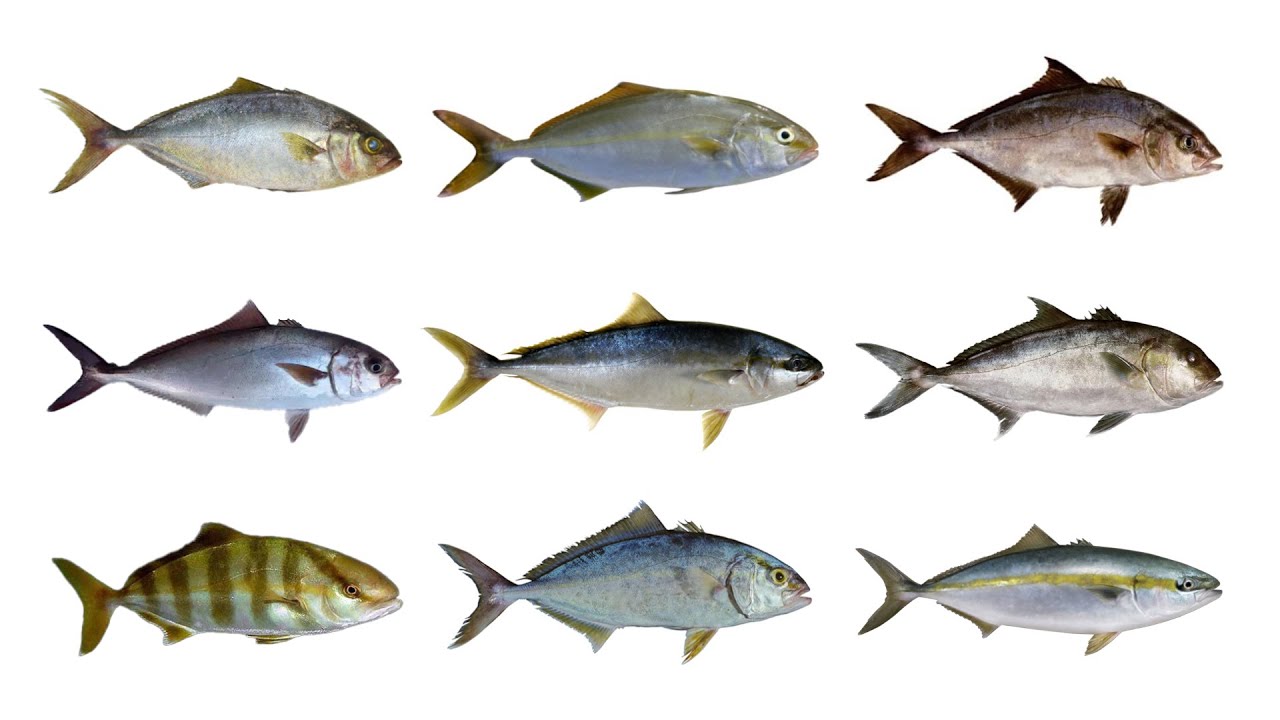 Gatunki ryb Amberjack | Rodzaj: Seriola | język angielski
