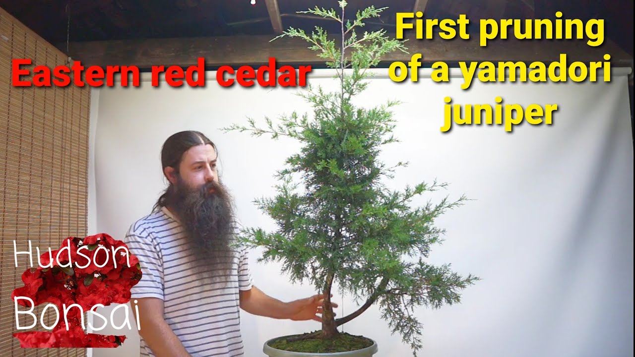 Eastern red cedar yamadori pruning
