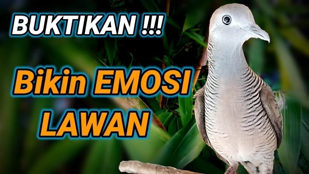 pancingan perkutut agar bunyi - bikin emosi lawan.