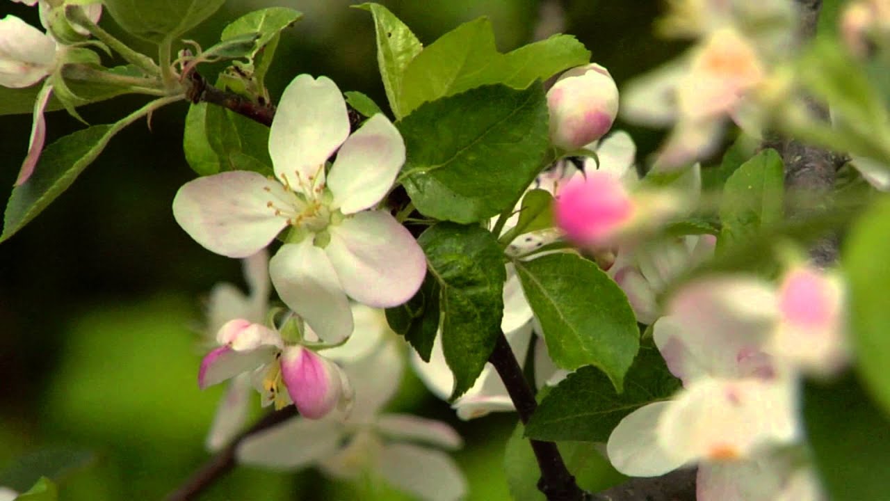 50 Shades of Green: Spring in NH