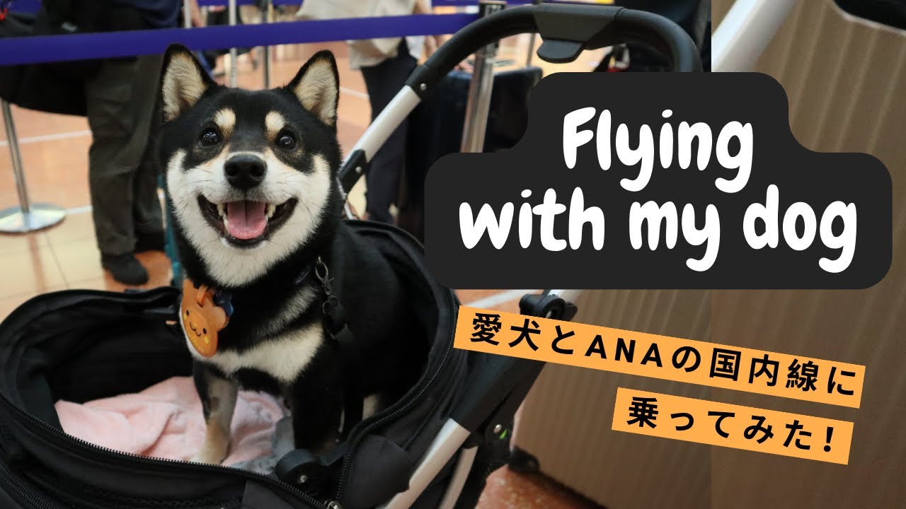 愛犬とANAの国内線に乗ってみた！｜Flying with my dog in Japan