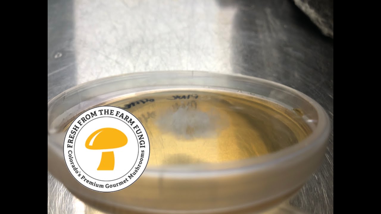 Breeding Project day 6 Transferring Isolate Colonies