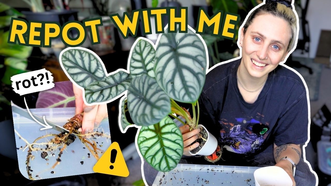 Thoughts On Downsizing My Plant Collection 🪴 Repot With Me