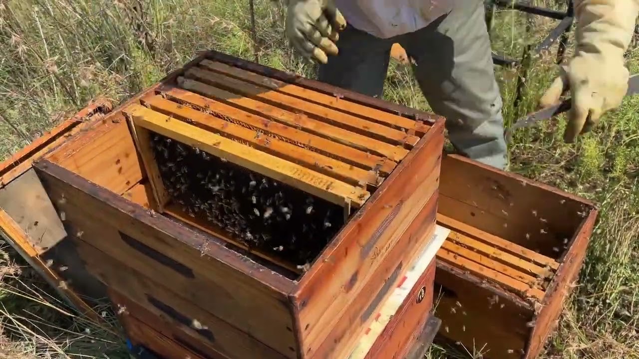 Combining a Queenless Hive with a Strong Queenright Colony (Newspaper Method)