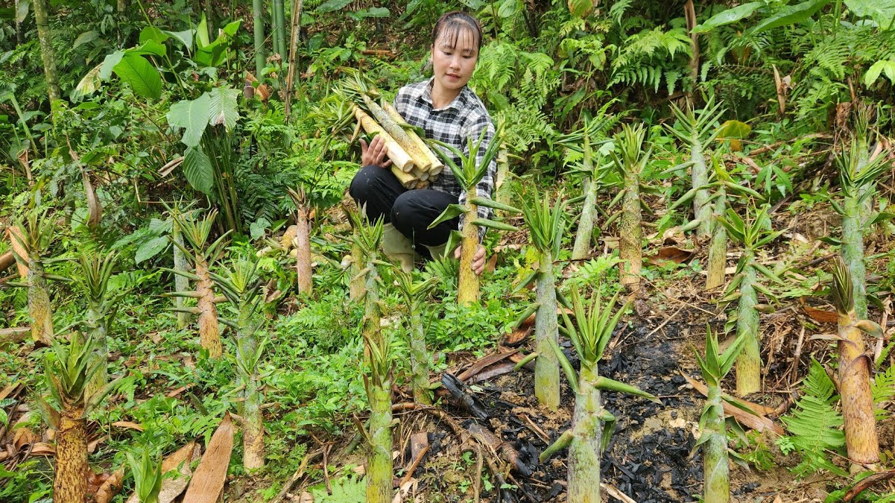 Harvest bamboo shoots for preservation and sale at the market | Tiểu Mai Daily Life