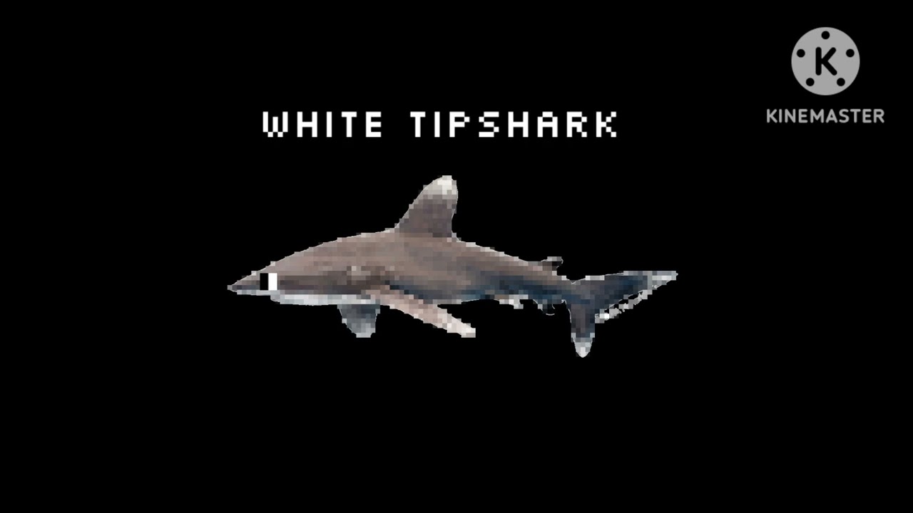 Sharks 2 @TheKidsPictureShow