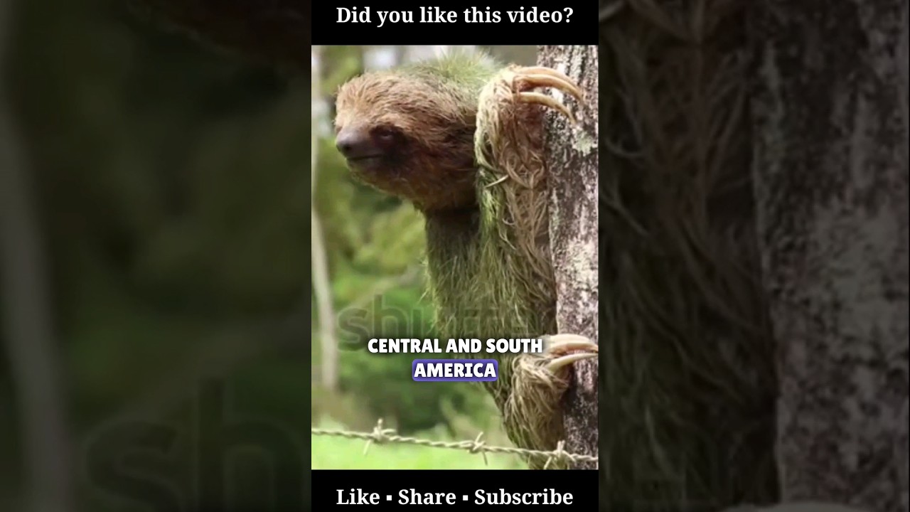 Did you know that sloths have a remarkably slow metabolism, .....to digest a single meal? #facts