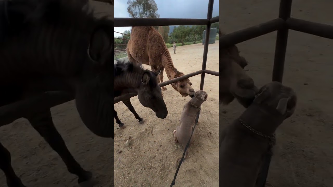 Unique Animal Bonding Moments. @pets_and_vet #animalbehavior #animals #conservation