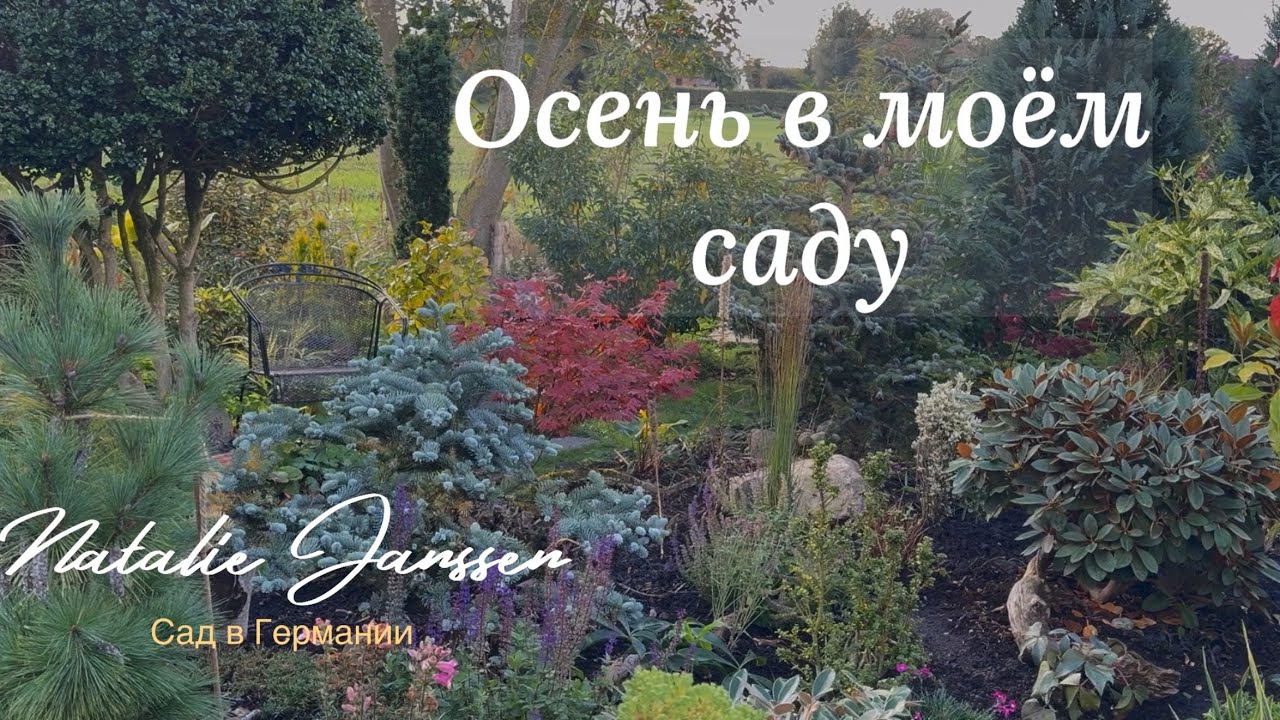Мой сад в октябре 🍁рассуждения, ответы на вопросы, что цветёт, новинки..🍁