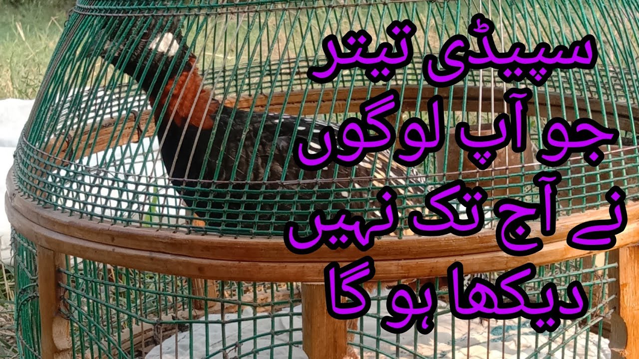 کا لا تیتر کی صبح کی آواز | Kala Sindhi Teetar Ki awaz | sahiwal Teetar | sahiwal_ Teetar | 18/09/22
