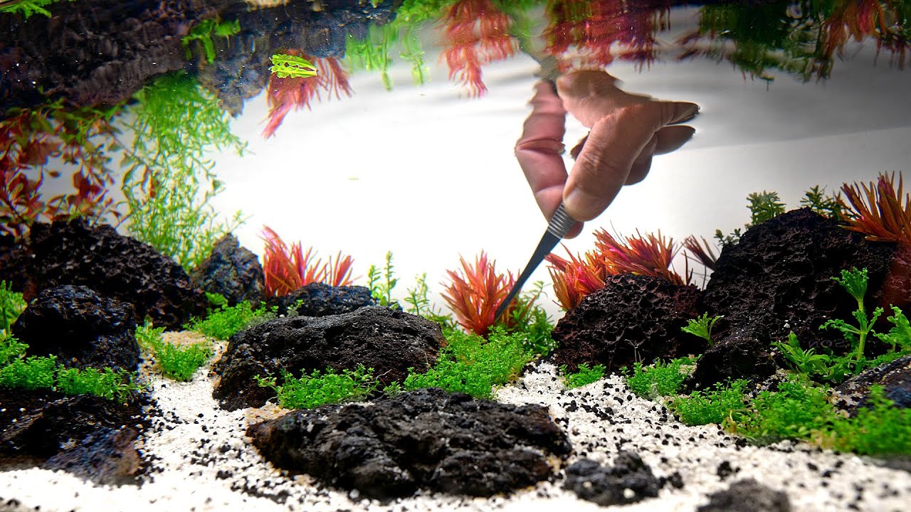 Nano Aquarium Setup With Black Lava Rock