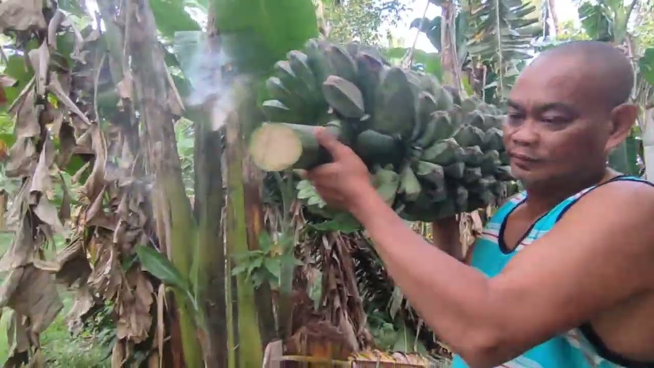May Kukunin Kami Malaki Saging Sa Subrang Laki Ng Bunga Ang Hirap Pa Tumbahin