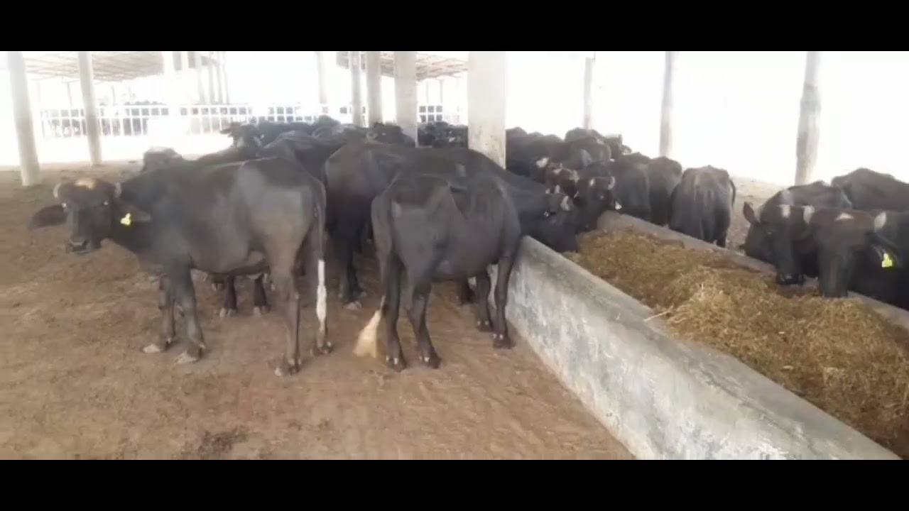Oat silage feeding best results