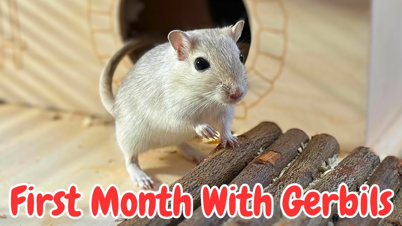FIRST MONTH WITH GERBILS | first struggles