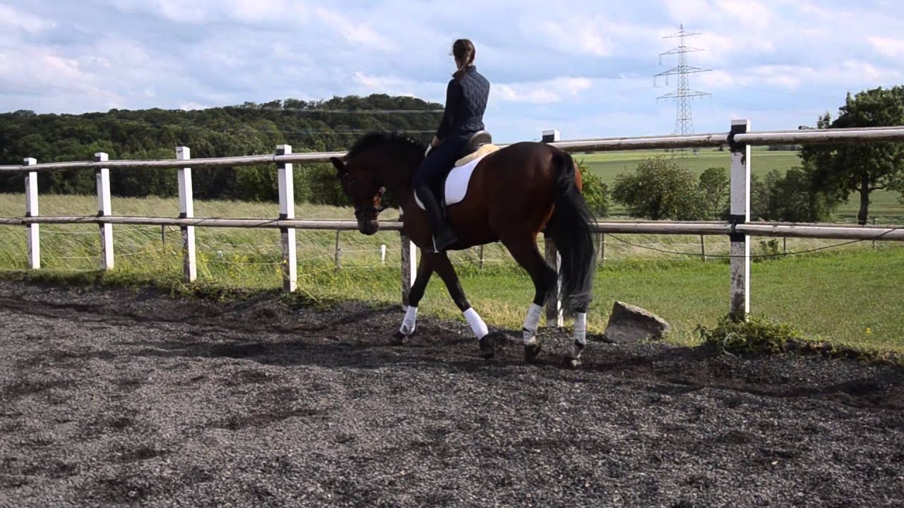 Dressurpferd 5 j&auml;hriger Wallach v. Dr. Jackson-Heraldik