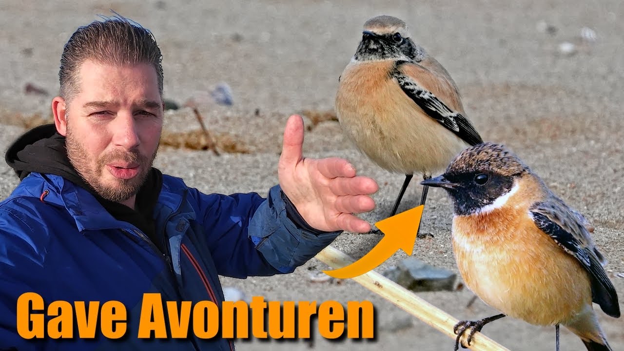 November: Beste Vogelmaand van 2025??