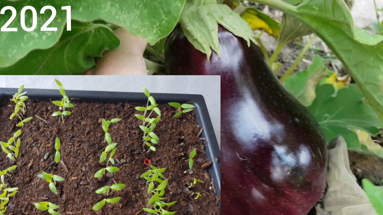 Comment semer les Aubergines de A à Z pour les débutants ? 2021